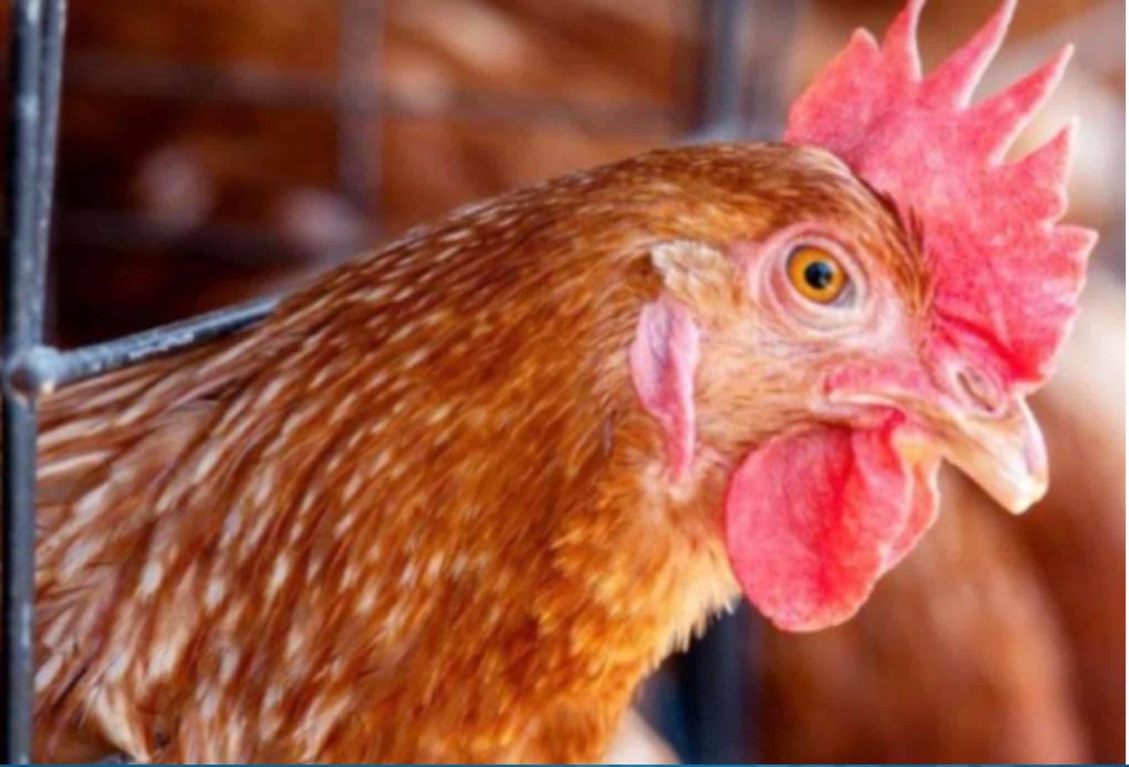 Cierra histórica avícola chilena de casi 70 años de historia: Estos son los motivos